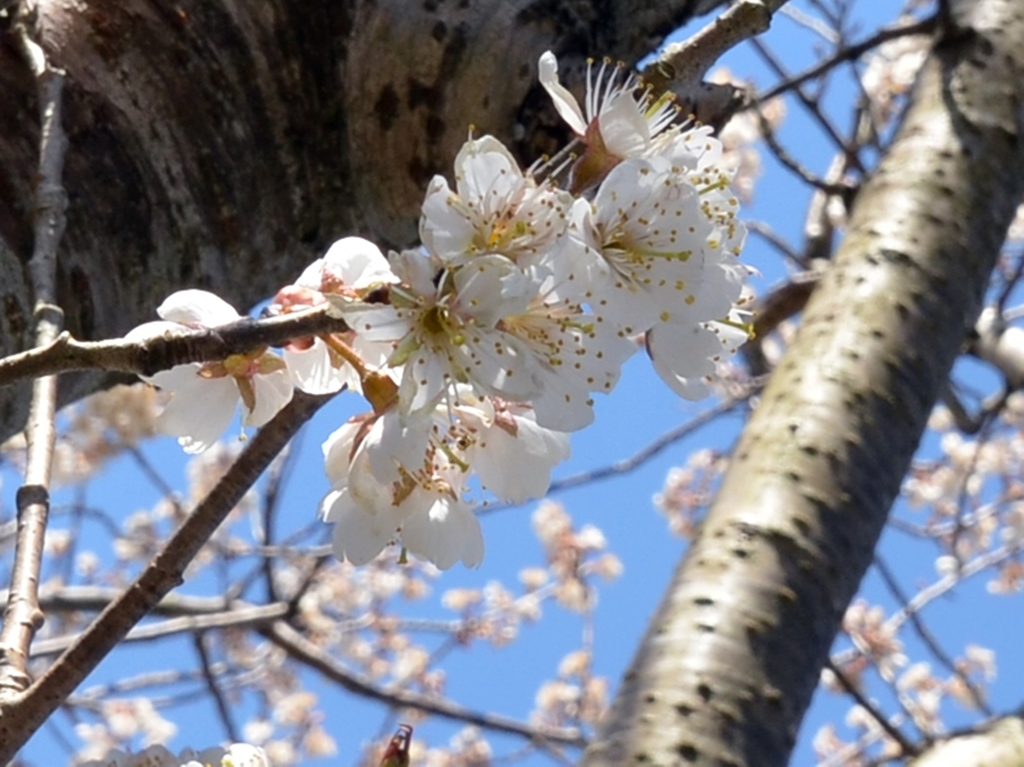 公園の桜27日午前-1