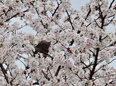桜の園に埋もれて (1)