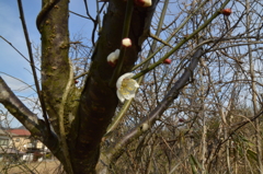 6日午後、緑と木々 (55)