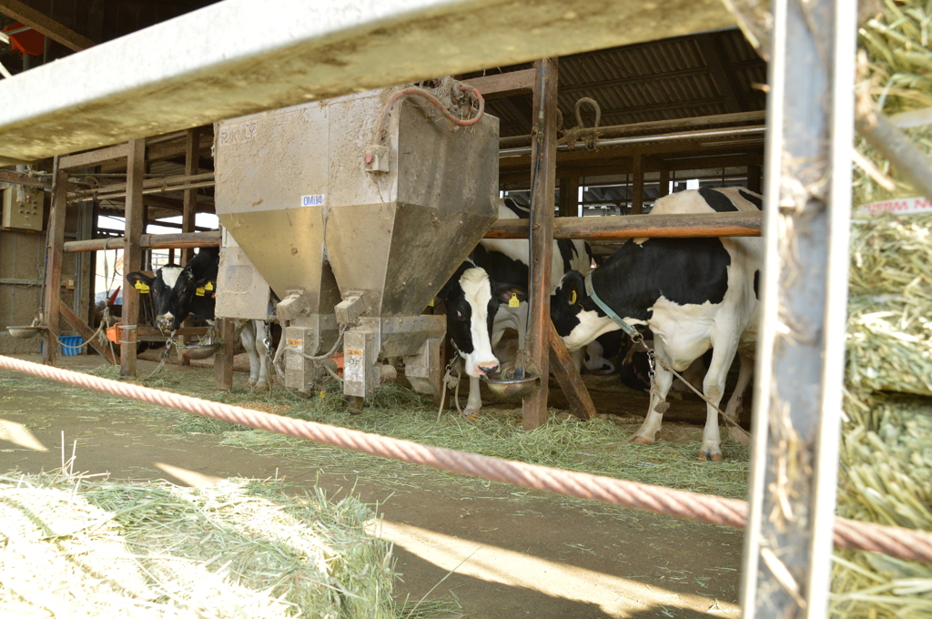 久々の牛たち6日 (16)