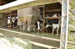 久々の牛たち6日 (16)