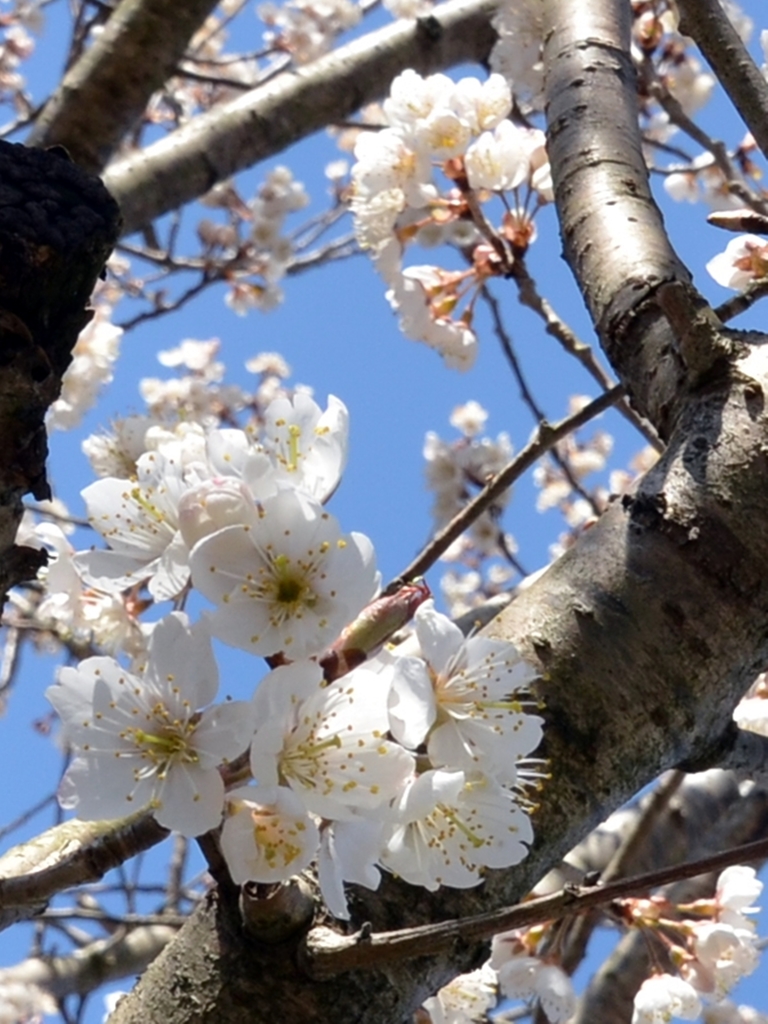 公園の桜27日午前 