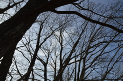 6日午後、緑と木々 (13)