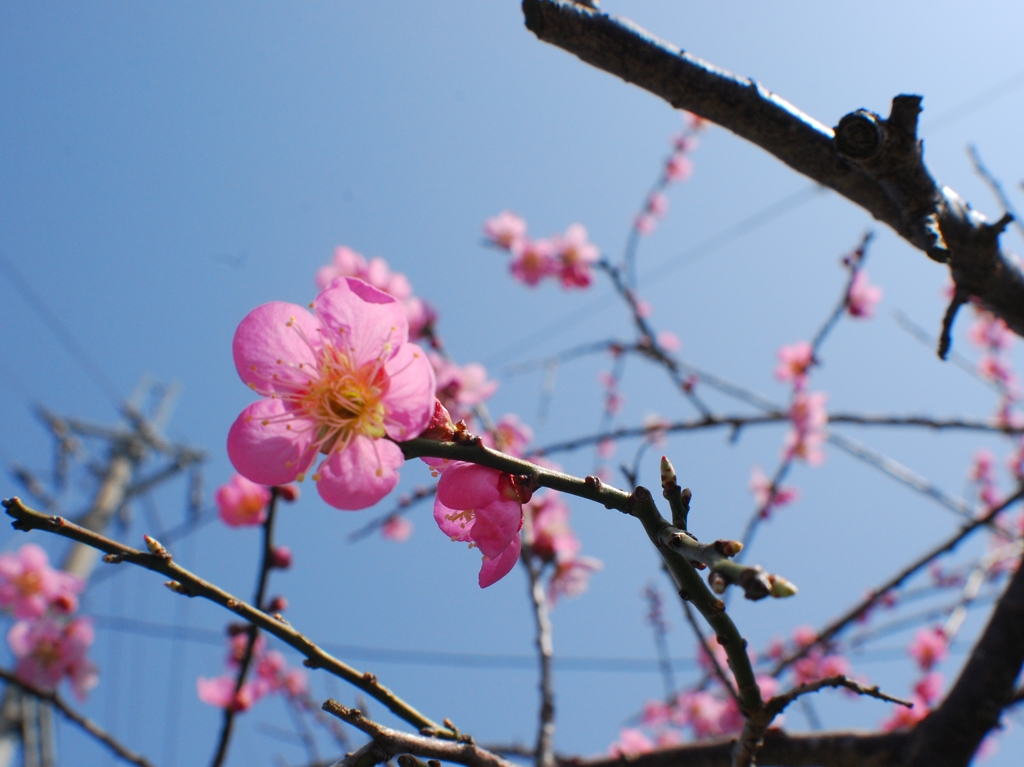 快晴の春分の日-4