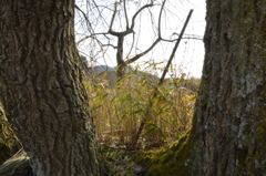 6日午後、緑と木々 (6)