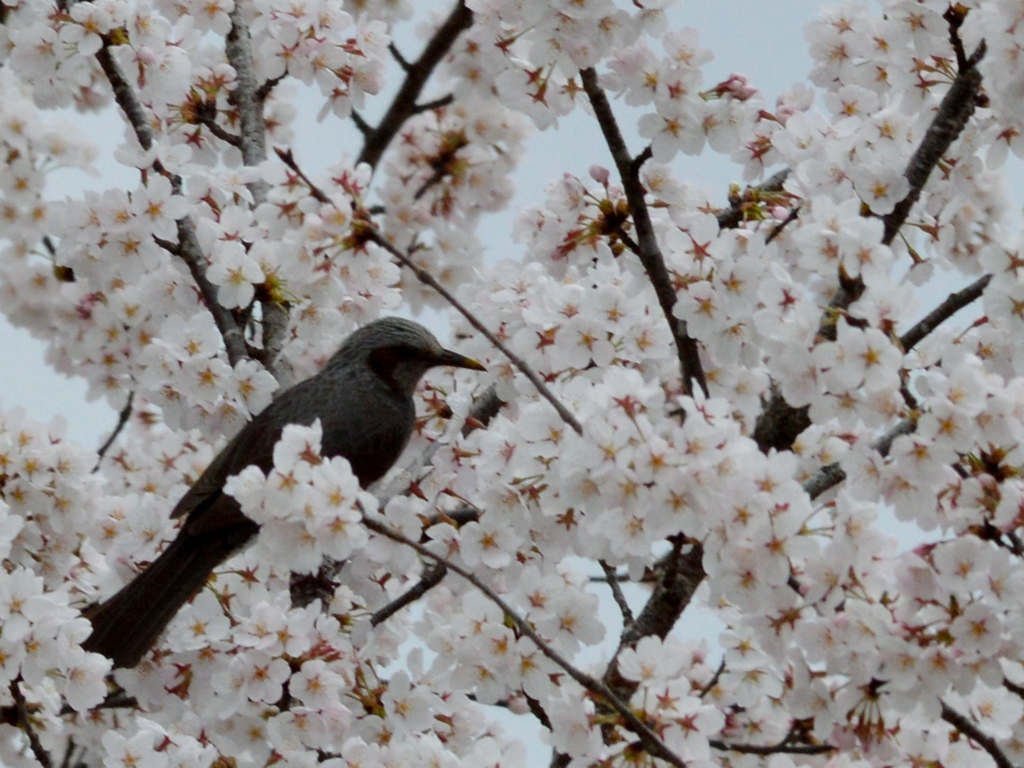 桜の園に埋もれて (2)