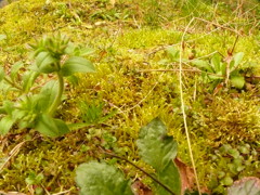 裏庭の苔広角MACROfz8 (2)