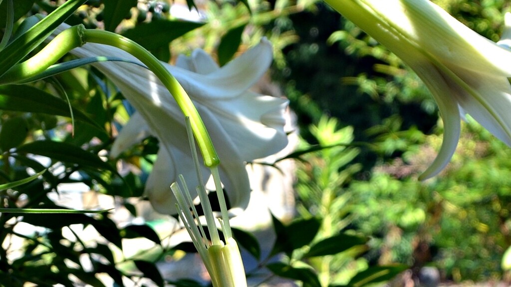落花寸前のタカサゴユリ_20200829の朝