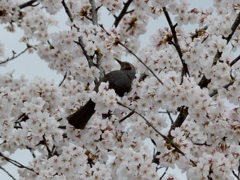 桜の園に埋もれて (3)