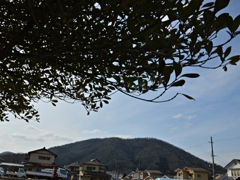 6日午後、緑と木々 (3)