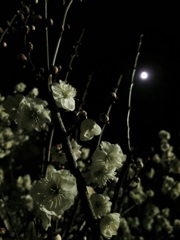 夜梅(よばい？) と、、、月