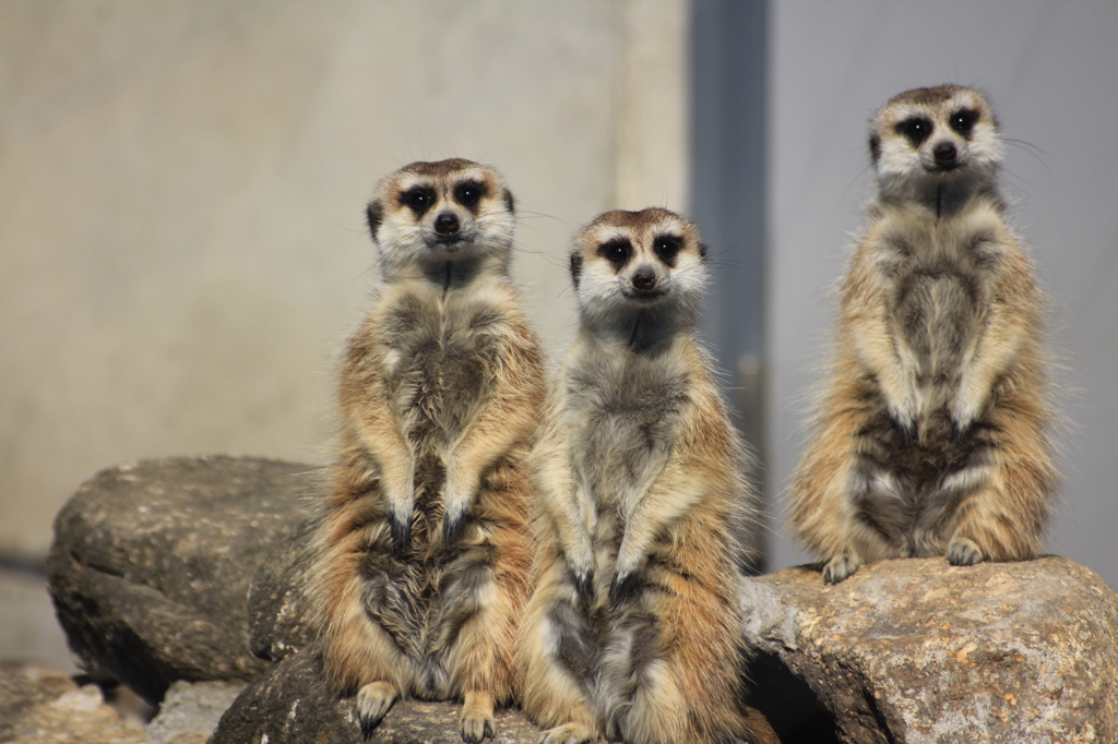 みーあきゃっと３兄弟