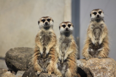 みーあきゃっと３兄弟