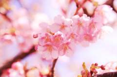 河津桜