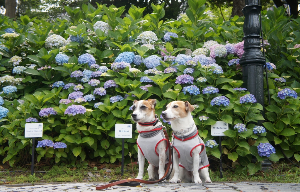 あじさいと犬