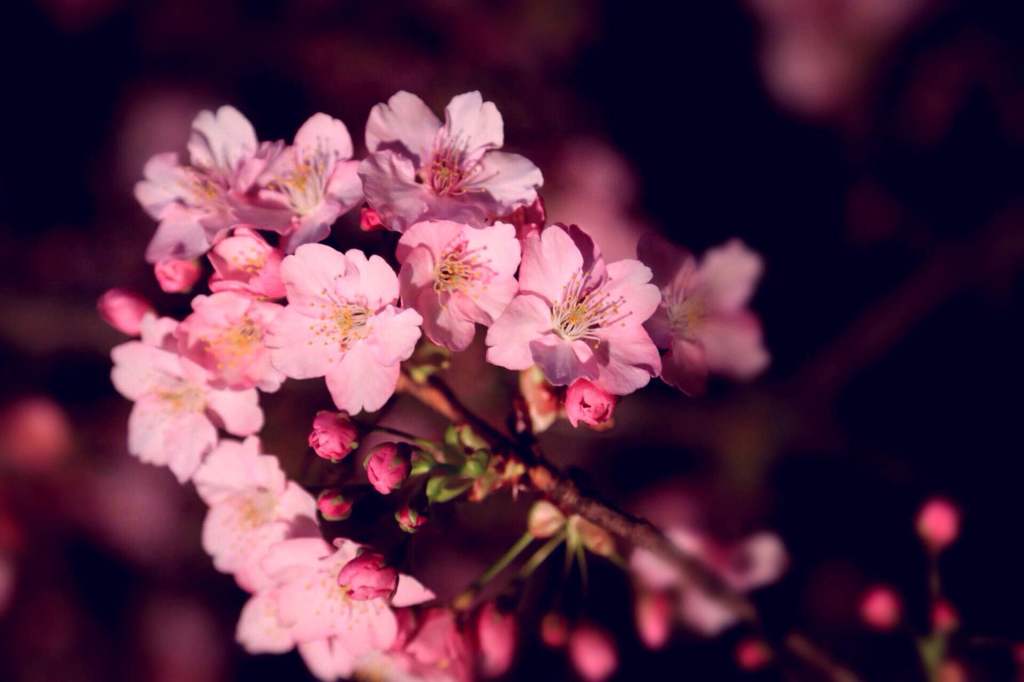 夜桜②