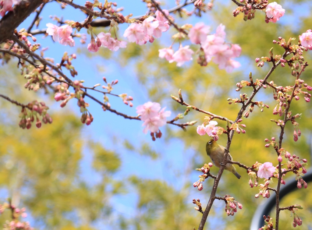 春ですね。