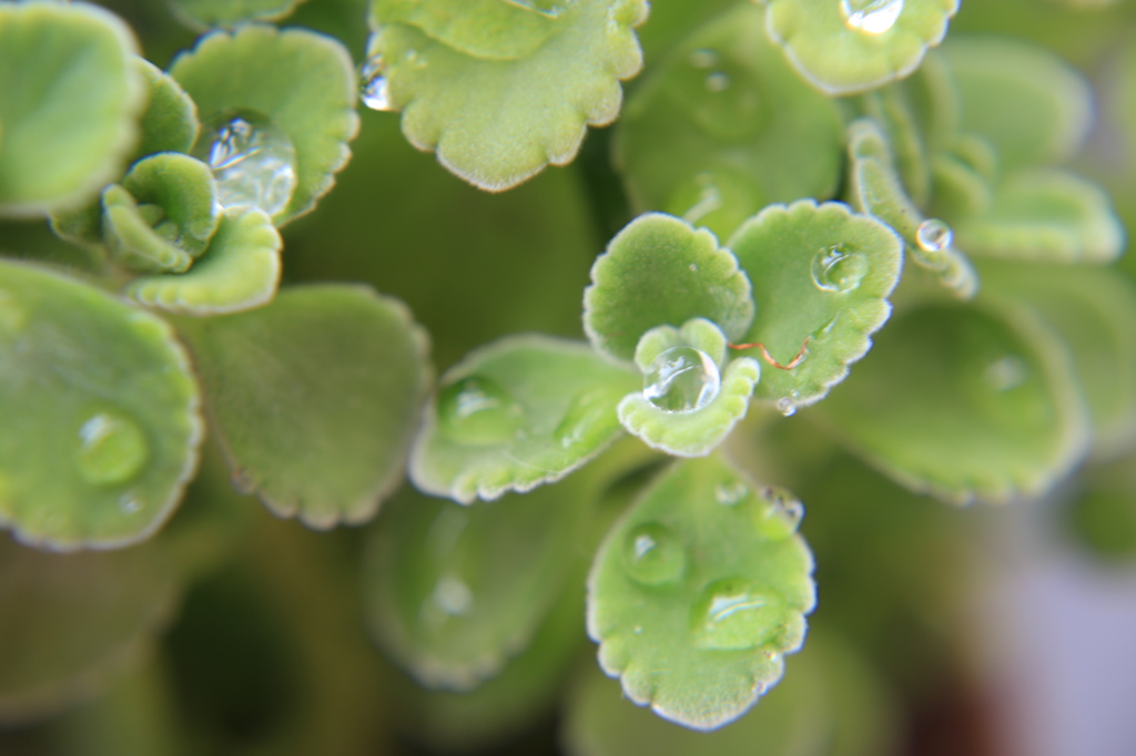 雨上がり