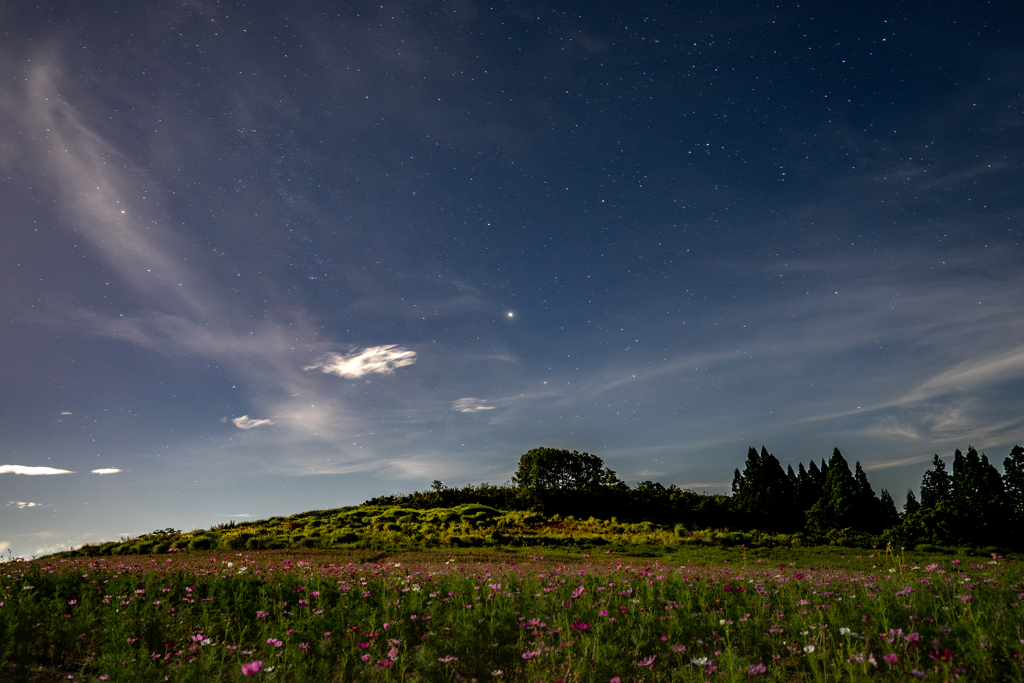 星下の秋桜