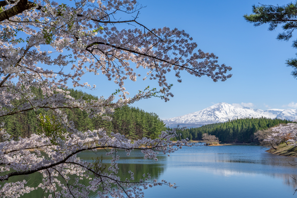 池のほとり