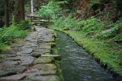 苔生す水路