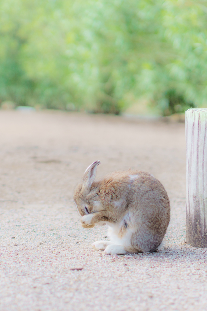 ウサギの毛づくろい By Charlie Gob Id 写真共有サイト Photohito