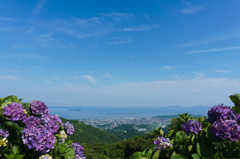三ヶ根山の紫陽花