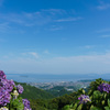 三ヶ根山の紫陽花