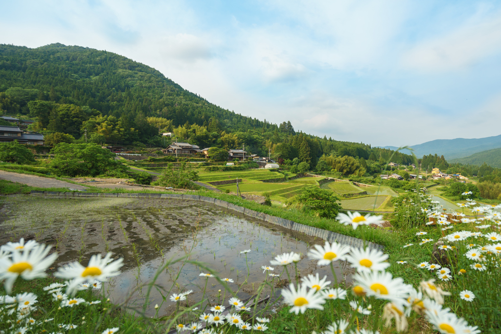 坂折の春