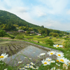 坂折の春
