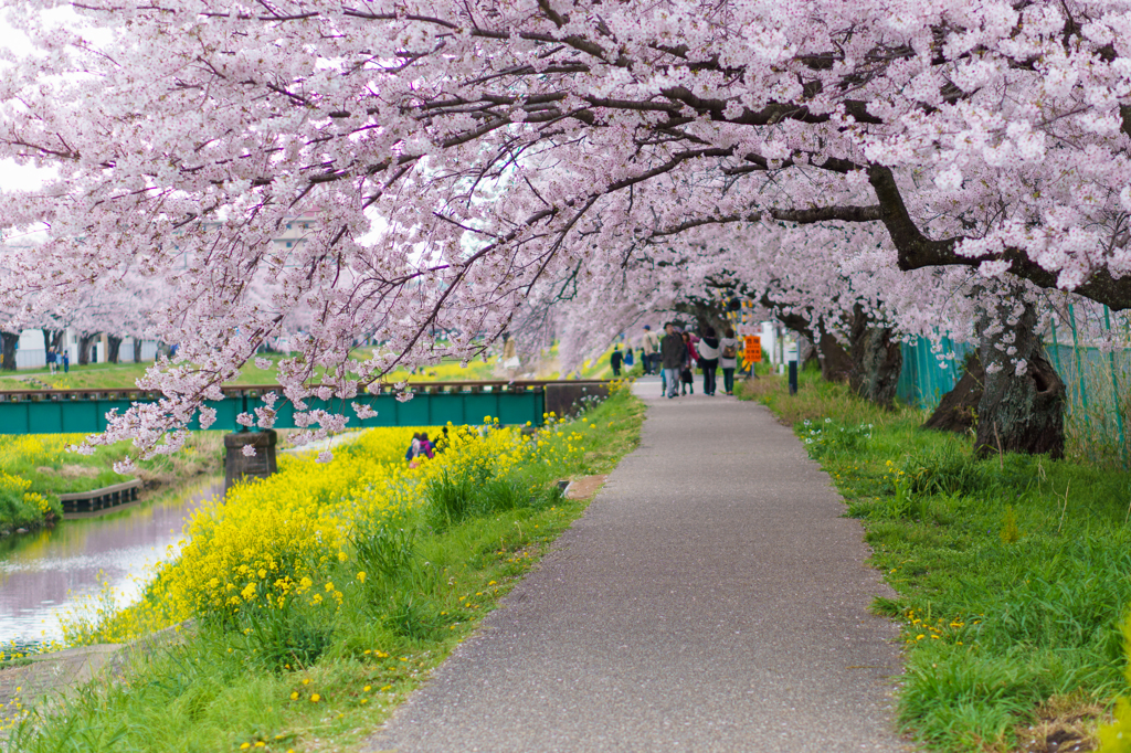 桜のトンネル