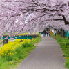 桜のトンネル