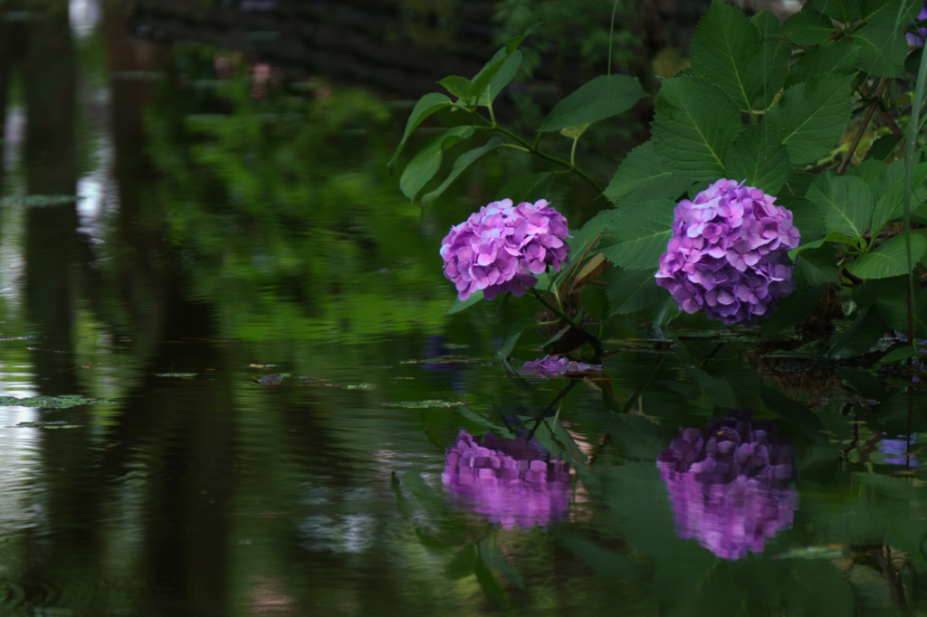 水辺の紫陽花