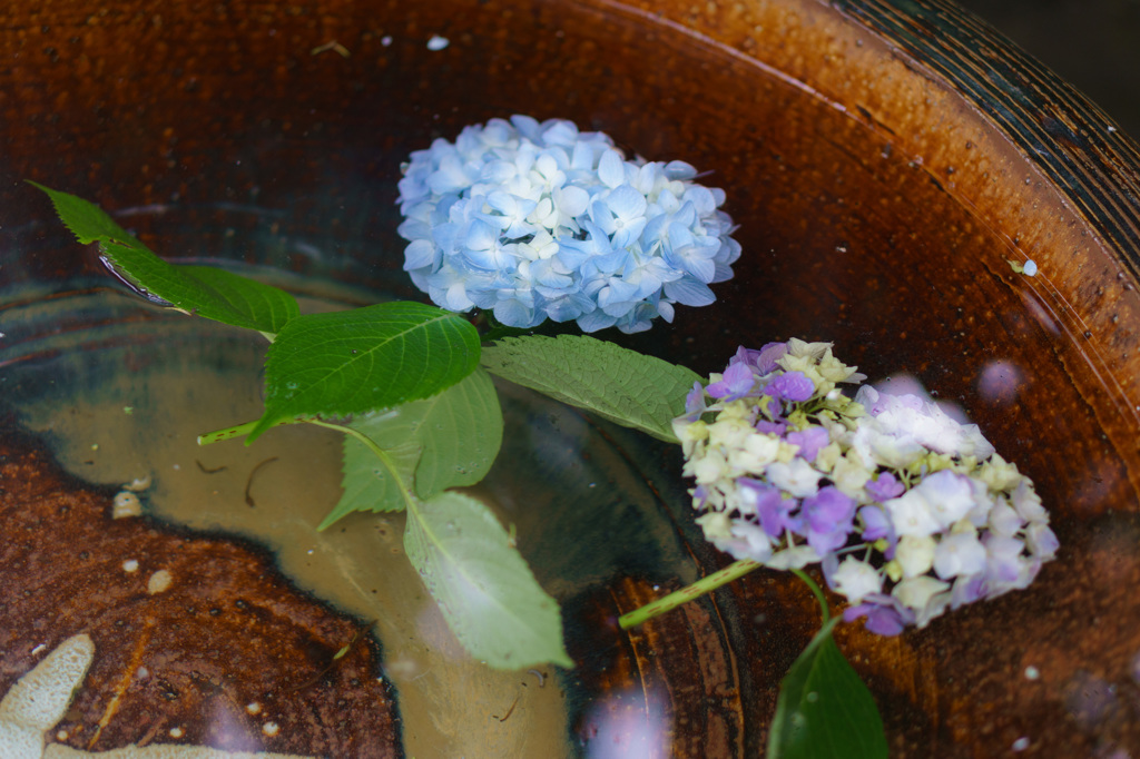 紫陽浮花