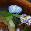 紫陽浮花