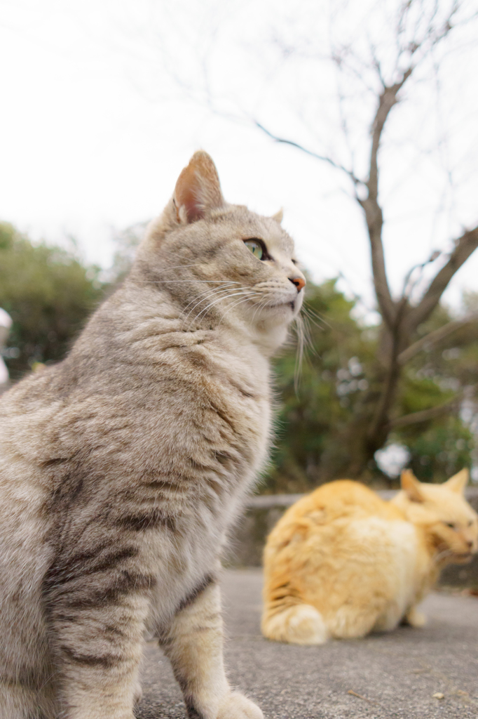 野良美猫