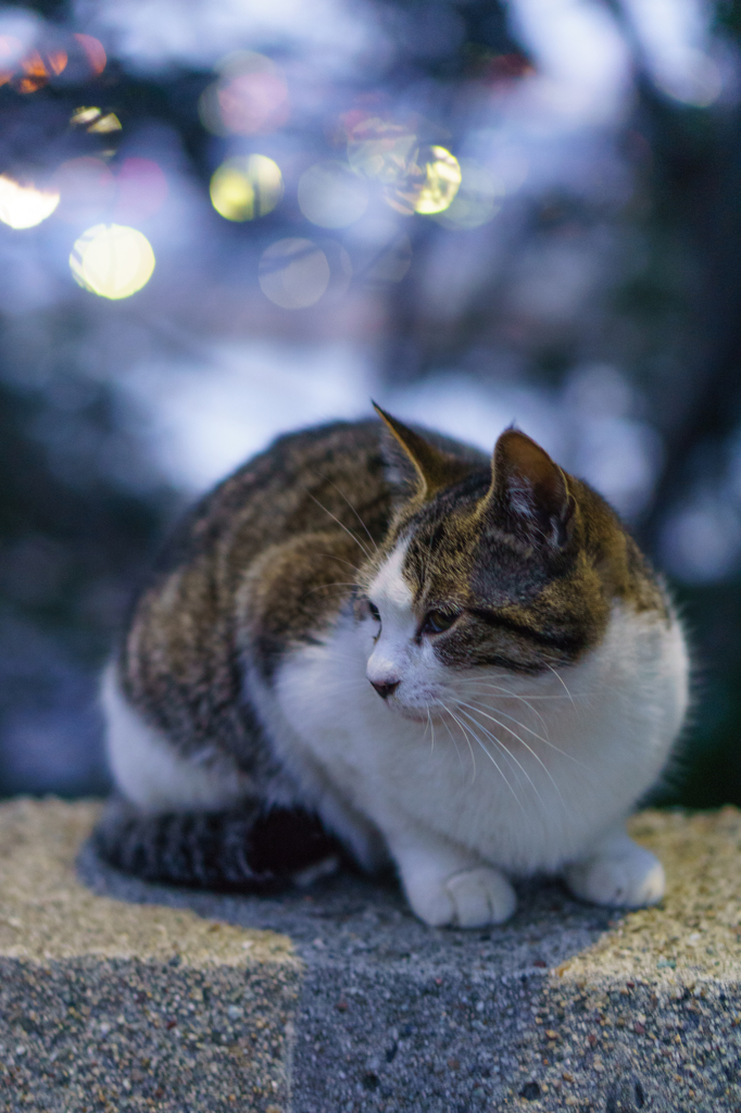 高台の子猫