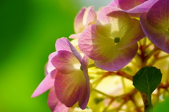 紫陽花。ぴんく