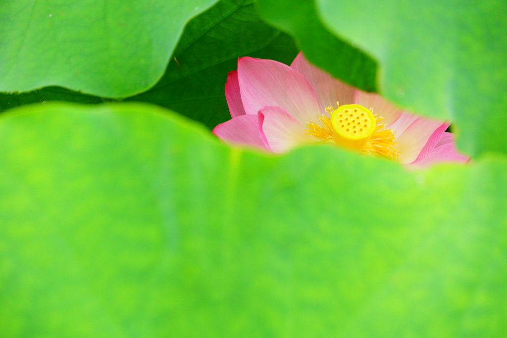覗き見はす