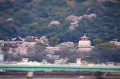 桜の紀三井寺