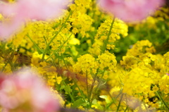 菜の花〜桜〜