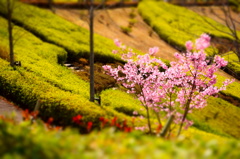 公園の桜