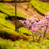 公園の桜