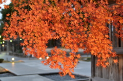 晩秋の紅
