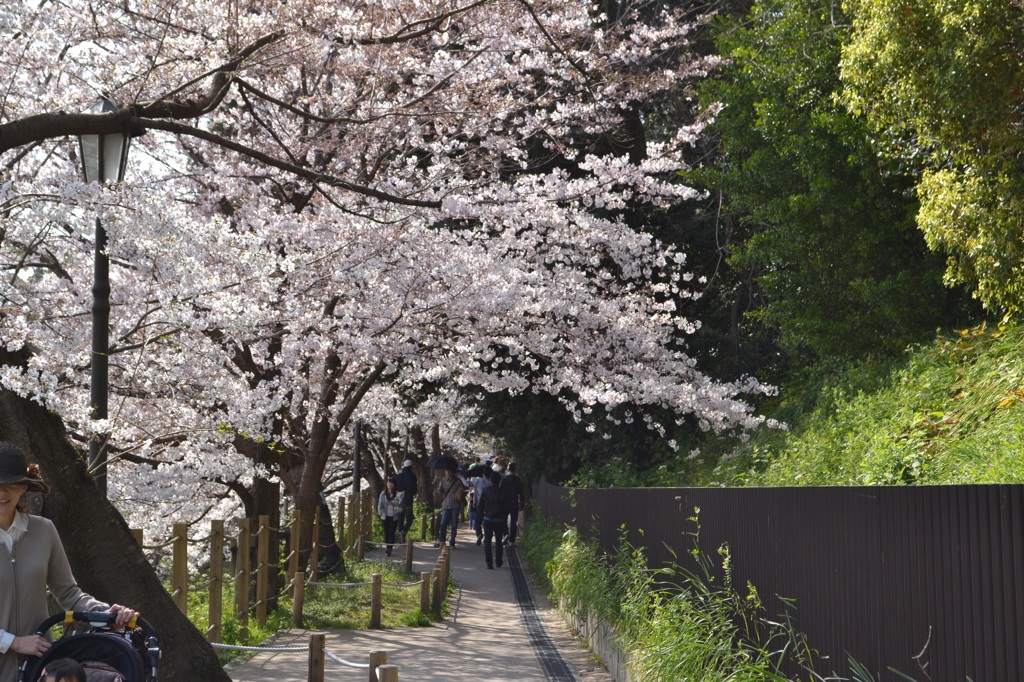 桜並木