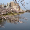 舞鶴の桜
