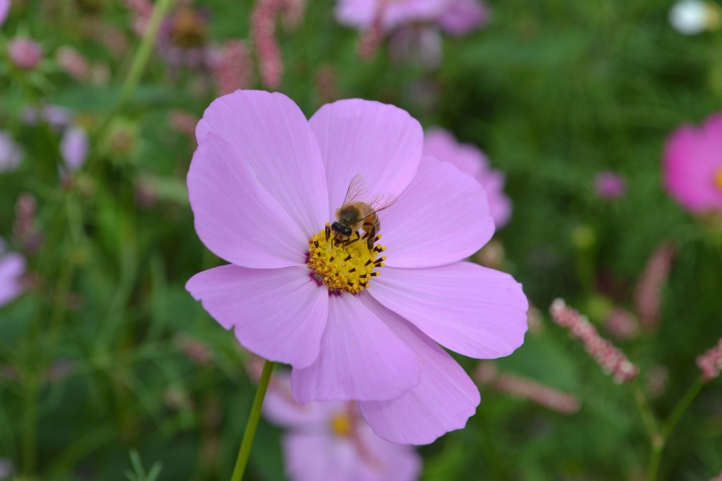 蜂と秋桜