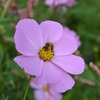 蜂と秋桜