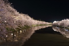 弘前桜祭り2015