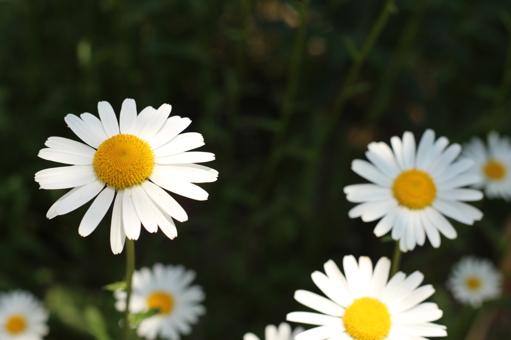 庭の花
